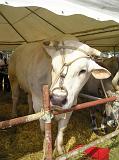 FieraBestiane (65)